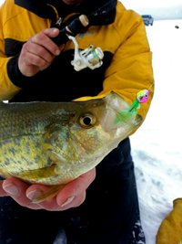 image of giant Crappie caught on a Lindy Foo Flyer